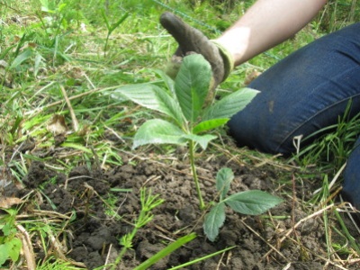 Buckeye immediately after planting